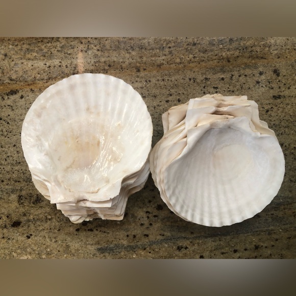 Natural Scallop Clam Shell Appetizer Plates (Luau, Seafood Party ) - Set Of 20 - Picture 8 of 17